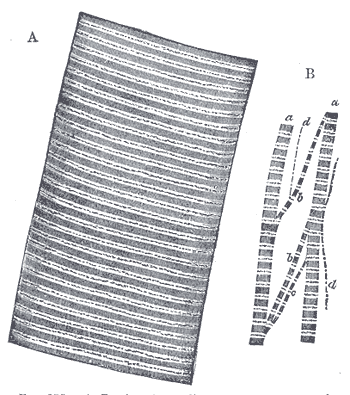 Fig. 375