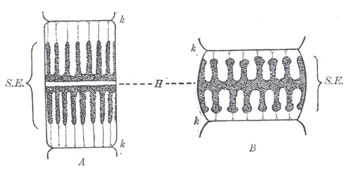 Fig. 376