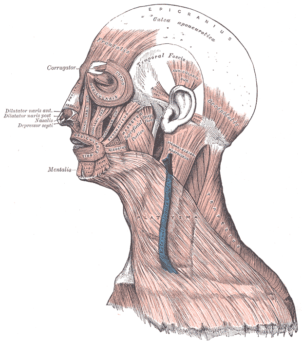 Fig. 378