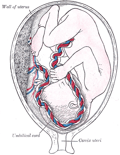 Fig. 38