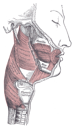 Fig. 380