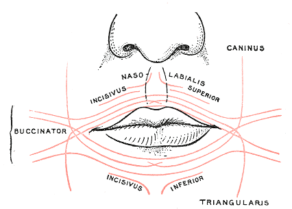 Fig. 381