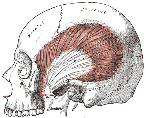 Fig. 382