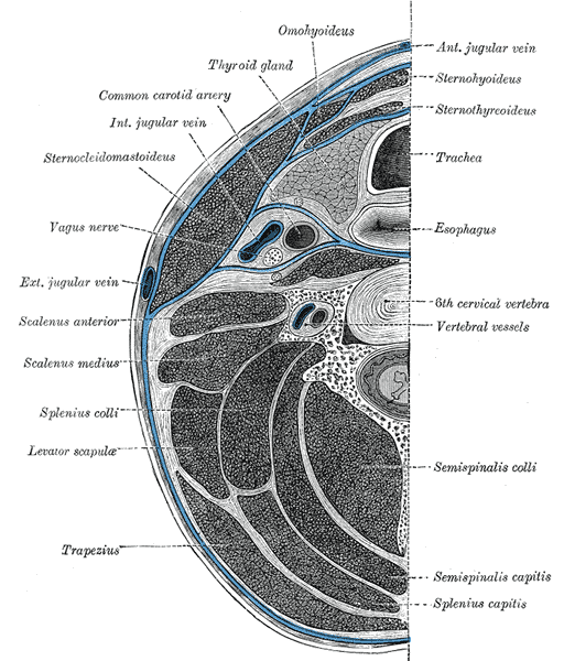 Fig. 384