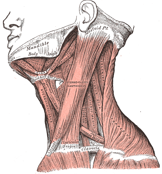 Fig. 385
