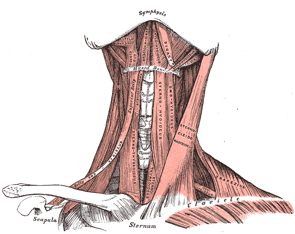 Fig. 386