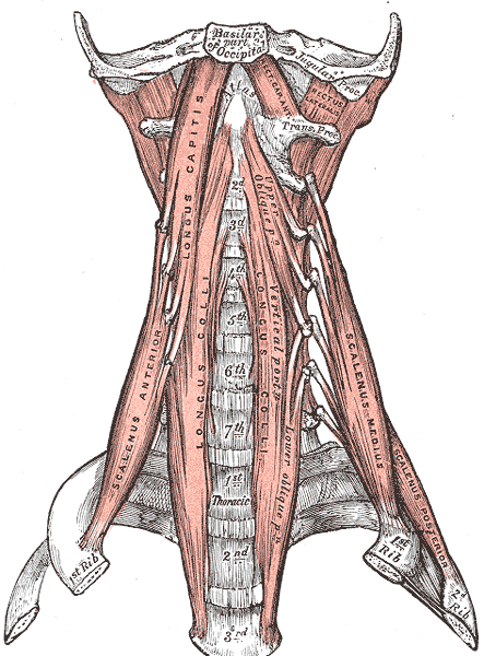 Fig. 387