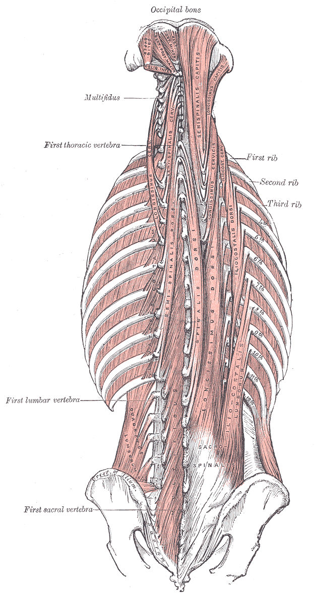Fig. 389