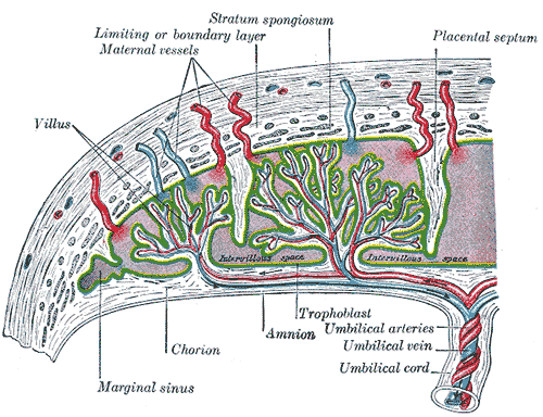 Fig. 39
