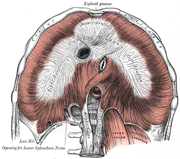 Fig. 391