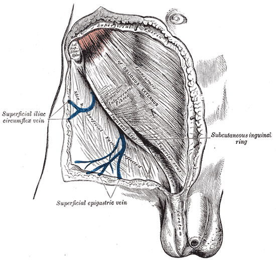 Fig. 393