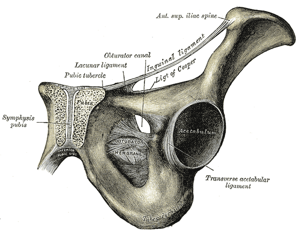 Fig. 394