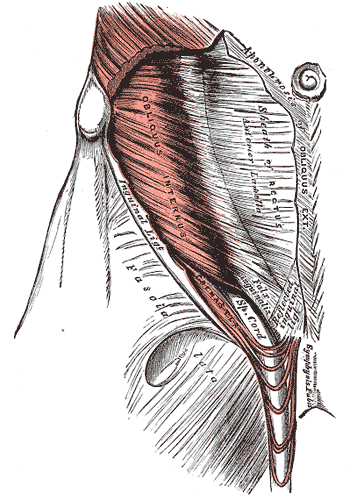 Fig. 396