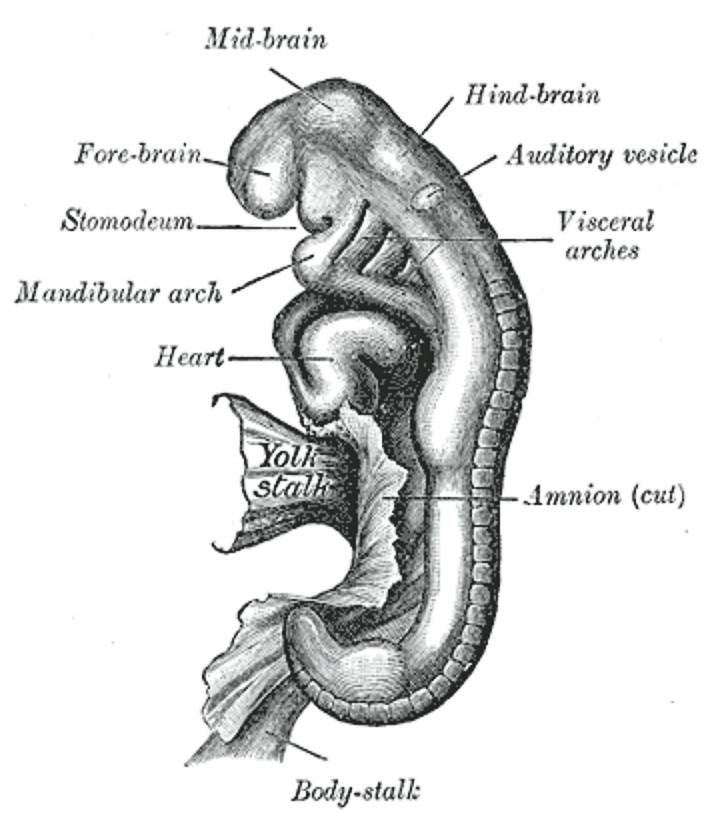 Fig. 40