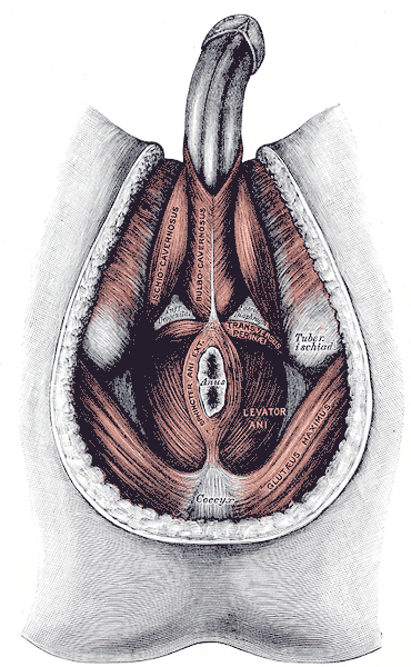 Fig. 406