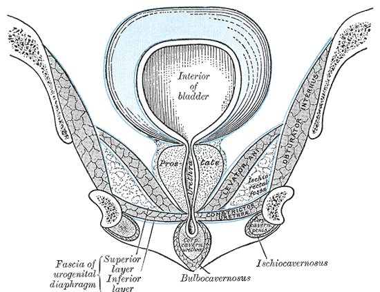 Fig. 407