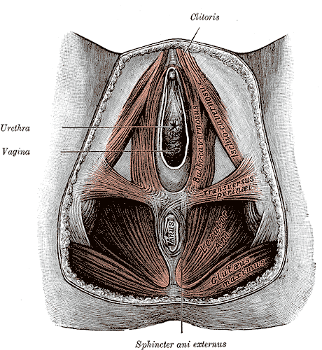 Fig. 408