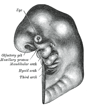 Fig. 41