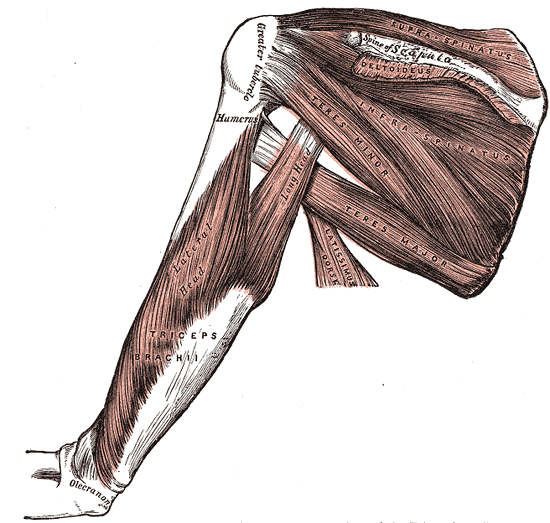 Fig. 412
