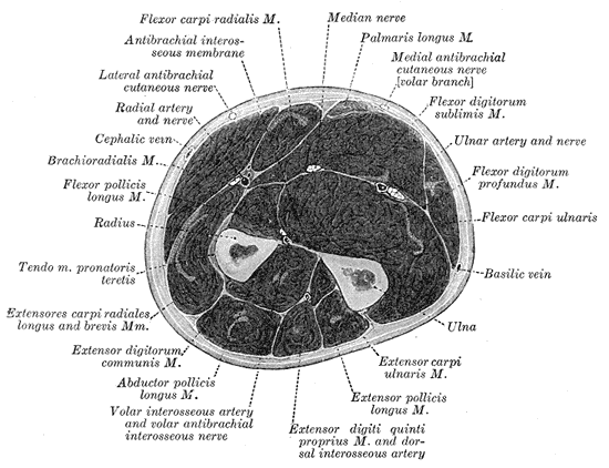 Fig. 417