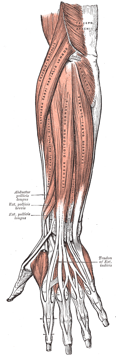 Fig. 418