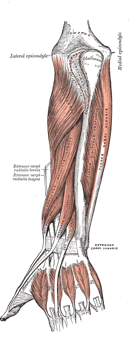 Fig. 419