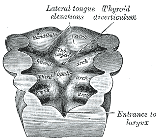 Fig. 42
