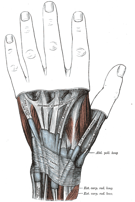 Fig. 424