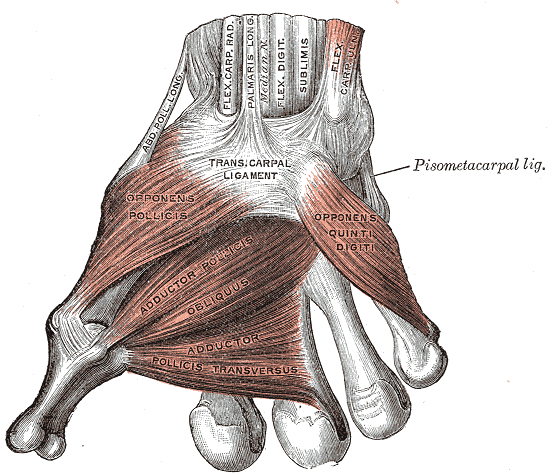Fig. 426