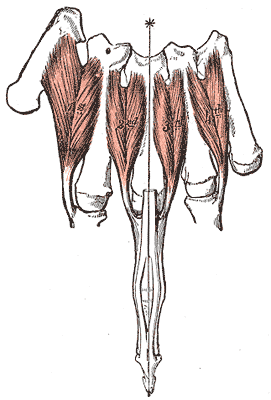 Fig. 428