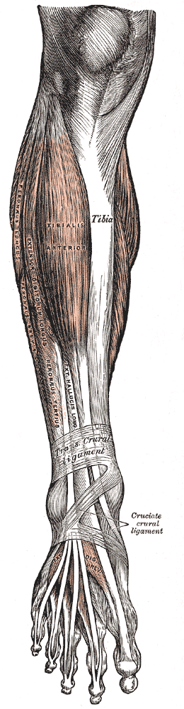 Fig. 437