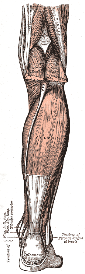 Fig. 438