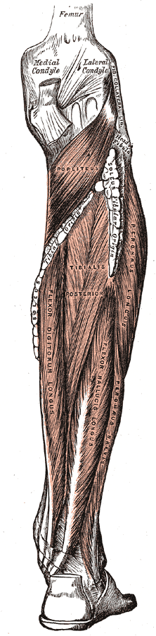 Fig. 439