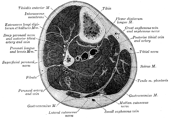 Fig. 440