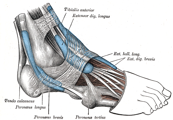 Fig. 441