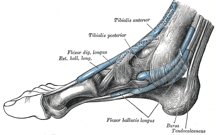 Fig. 442