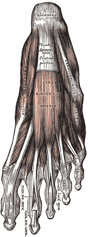 Fig. 443