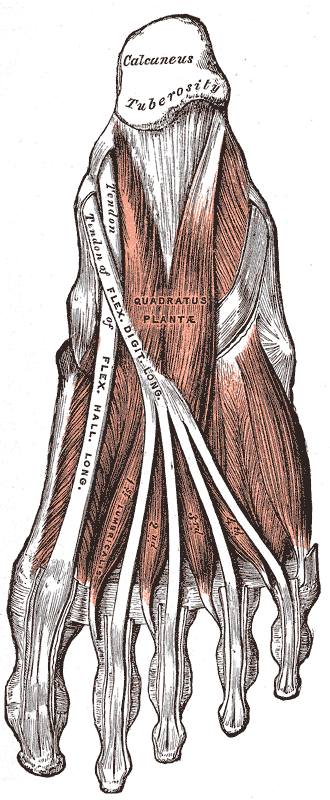 Fig. 444