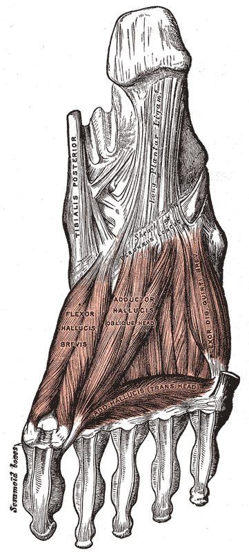 Fig. 445