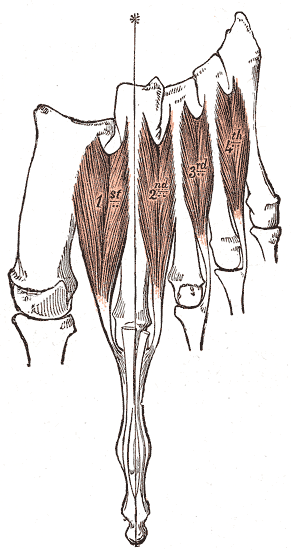 Fig. 446