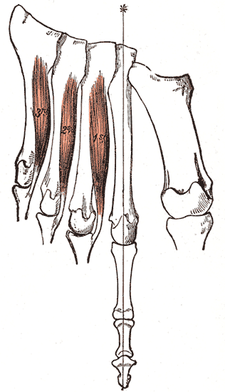 Fig. 447