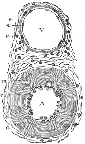 Fig. 448