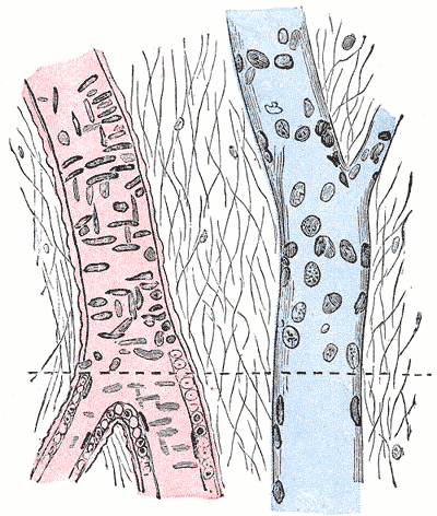 Fig. 449