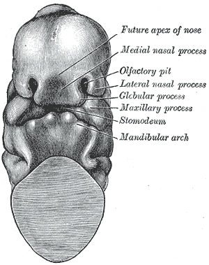 Fig. 45
