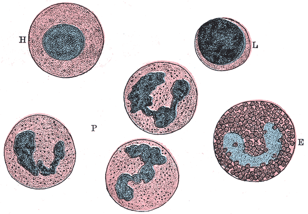 Fig. 454