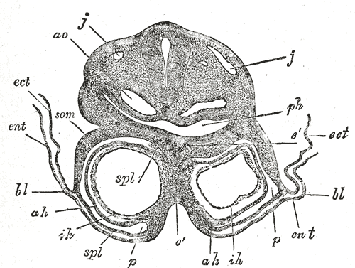 Fig. 457