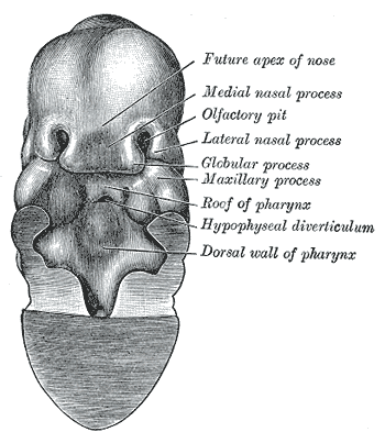 Fig. 46