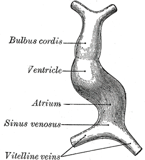 Fig. 461