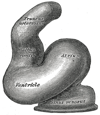 Fig. 462
