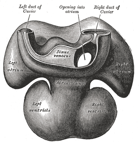 Fig. 464